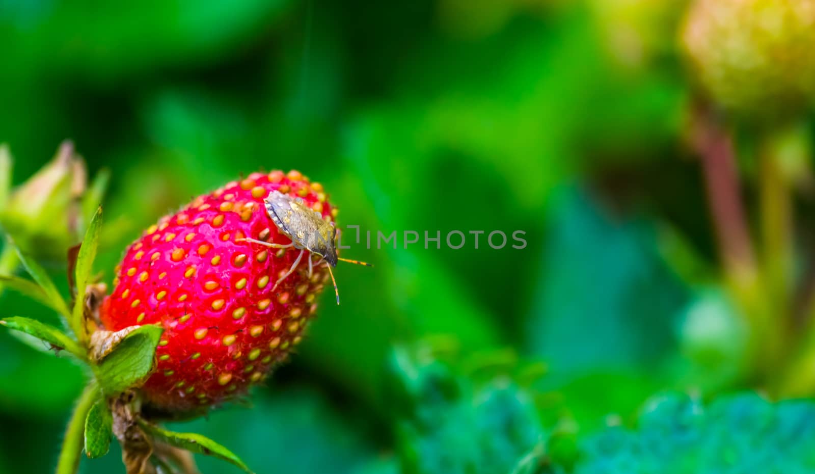 mottled shield bug sitting on a strawberry, common insect specie from Europe by charlottebleijenberg