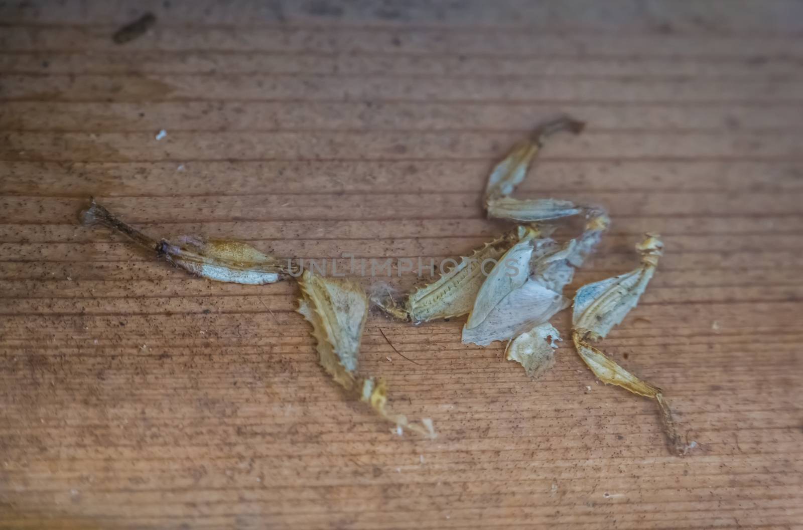 moult of a spiny leaf insect, Bug shedding, tropical walking stick specie from Australia