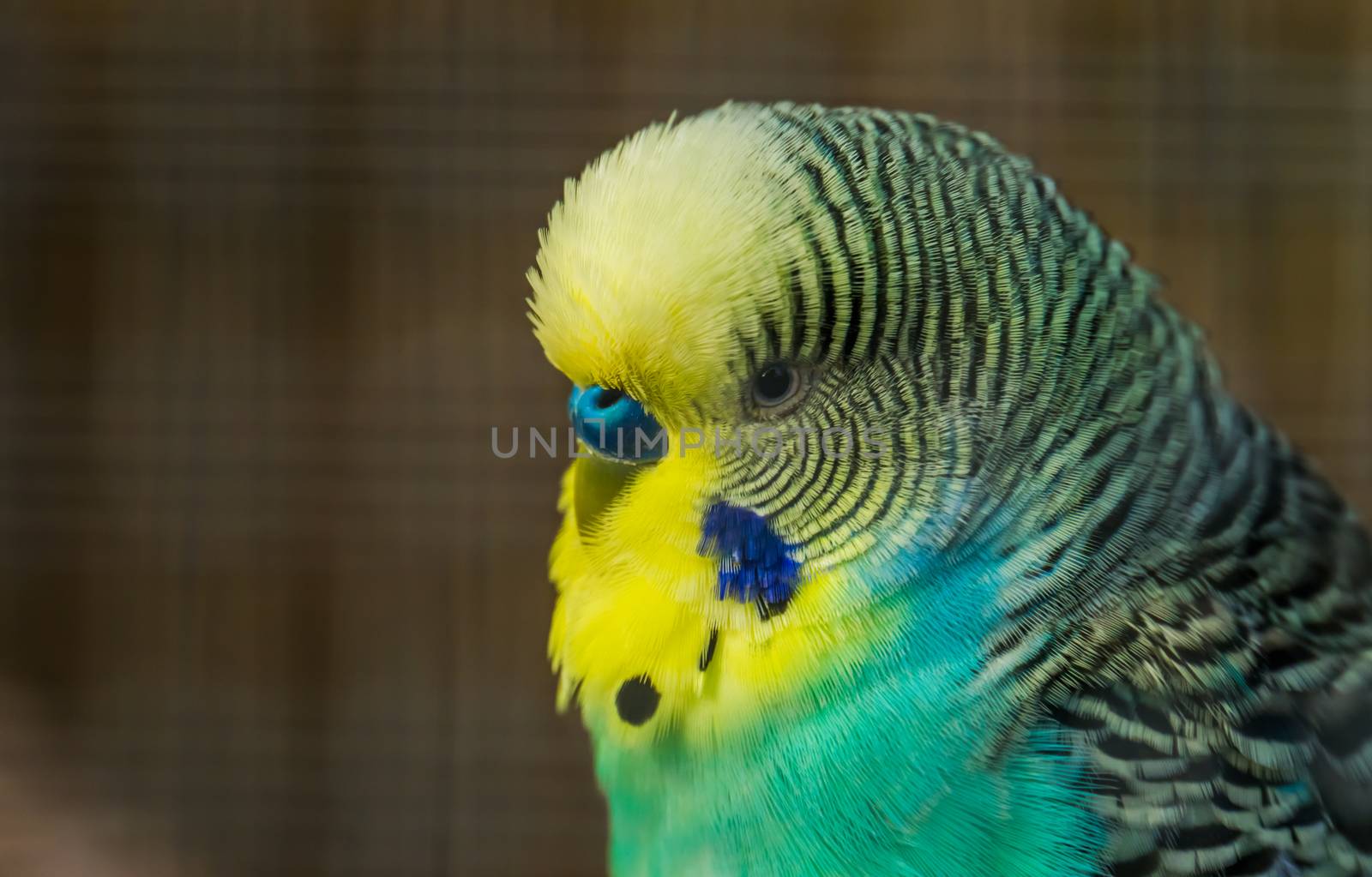 green and yellow budgie parakeet with its face in closeup, tropical bird specie from Australia by charlottebleijenberg