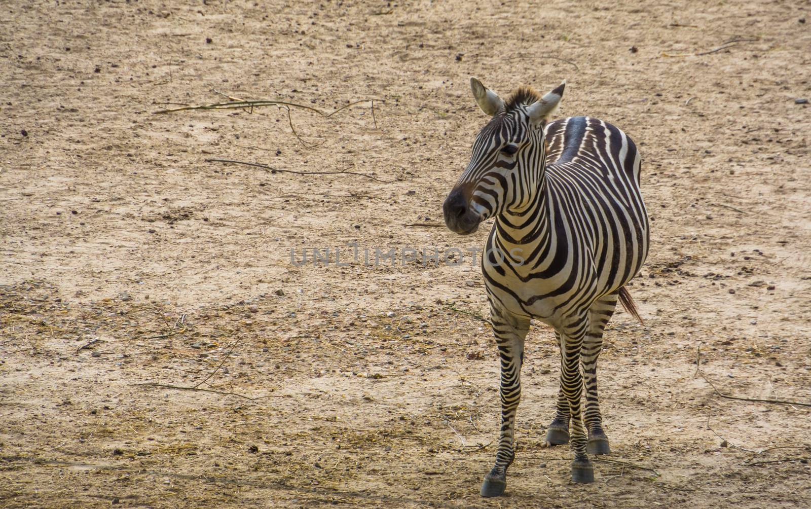 portrait of a grant's zebra in closeup, tropical wild horse specie from Africa