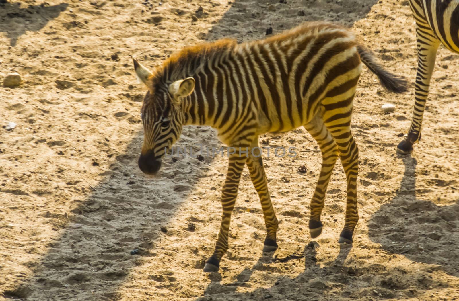 portrait of a grant's zebra foal, young pony, tropical horse specie from Africa