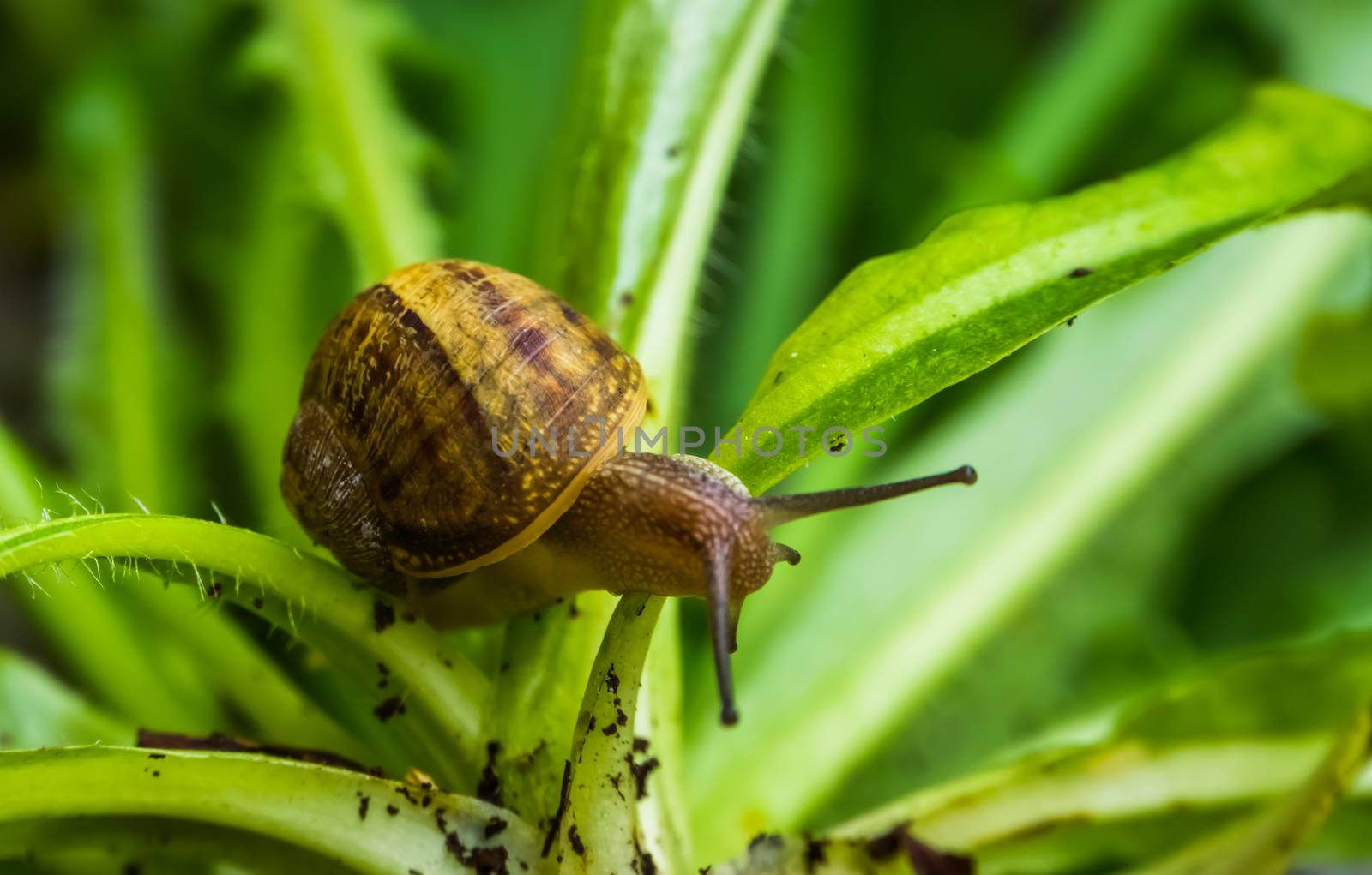 Roman snail in macro closeup, popular edible slug specie from Europe by charlottebleijenberg