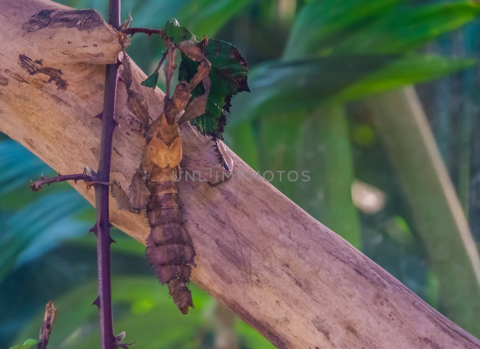 macro closeup of a spiny leaf insect, tropical walking stick specie from Australia