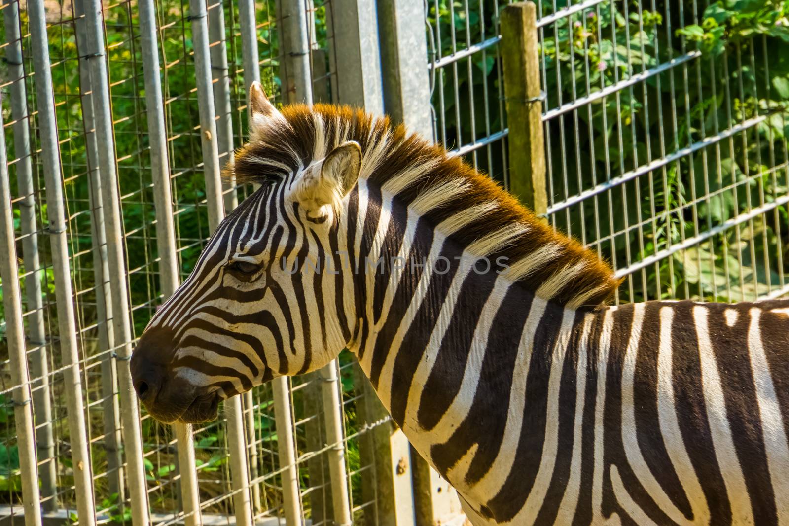 the face of a grant's zebra in closeup, tropical horse specie from Africa