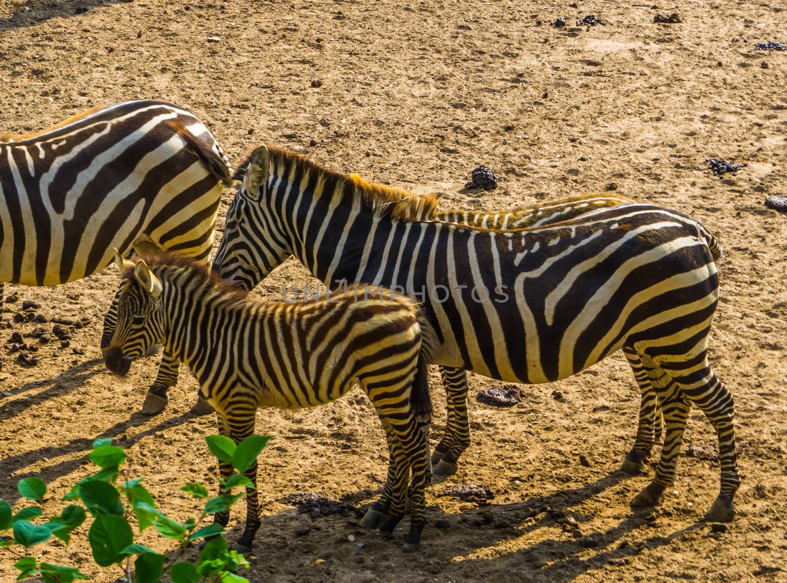 grant's zebra foal with its mother, tropical wild horse specie from Africa by charlottebleijenberg