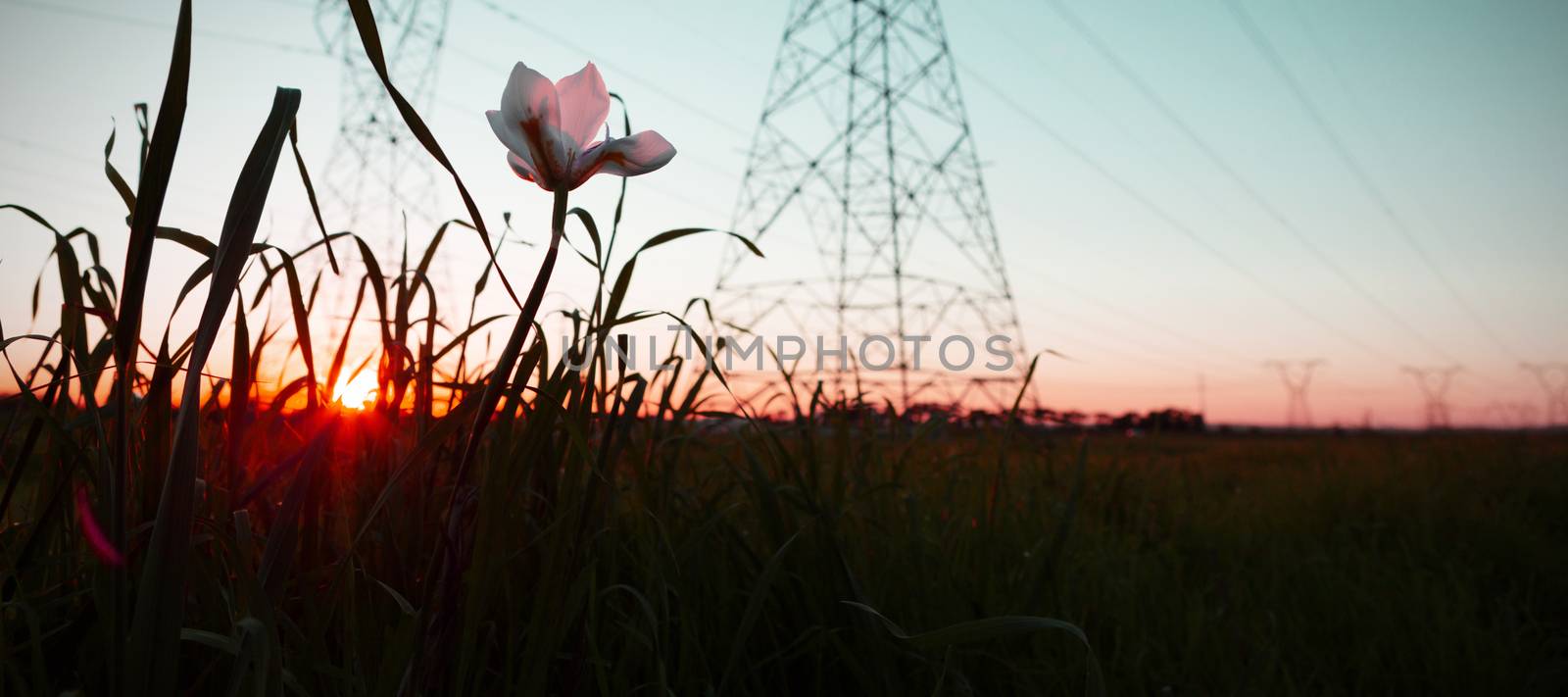 The evening electricity pylon silhouette