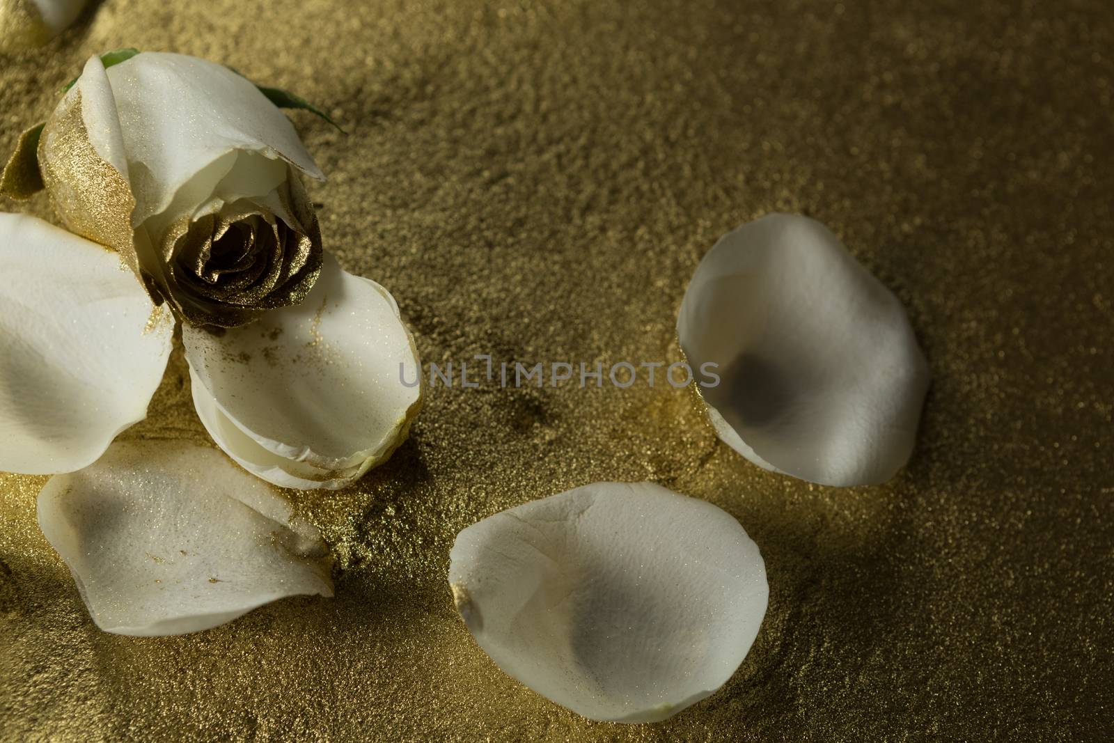Close-up of white rose petals on gold dust background