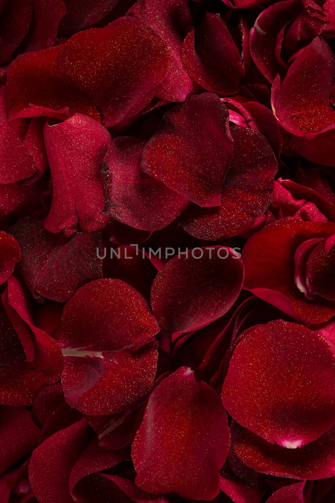 Close-up of full frame of red rose petals