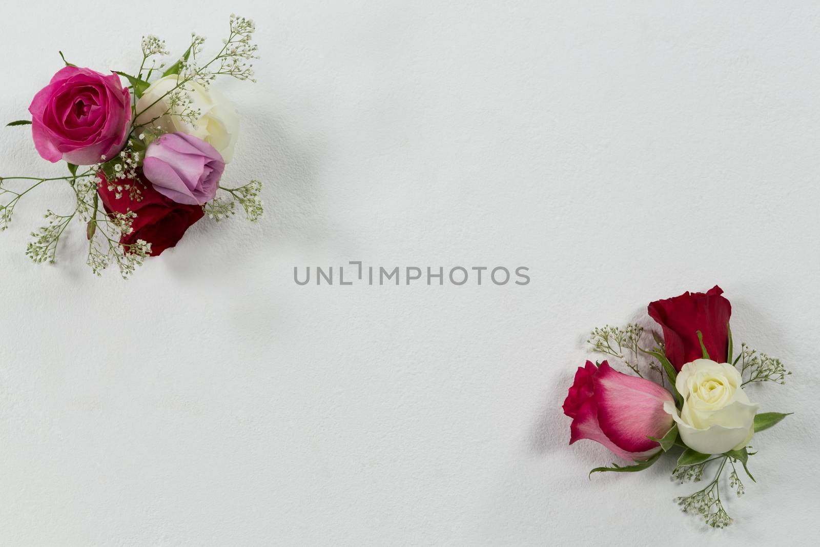 Overhead of rose flowers arranged on white background