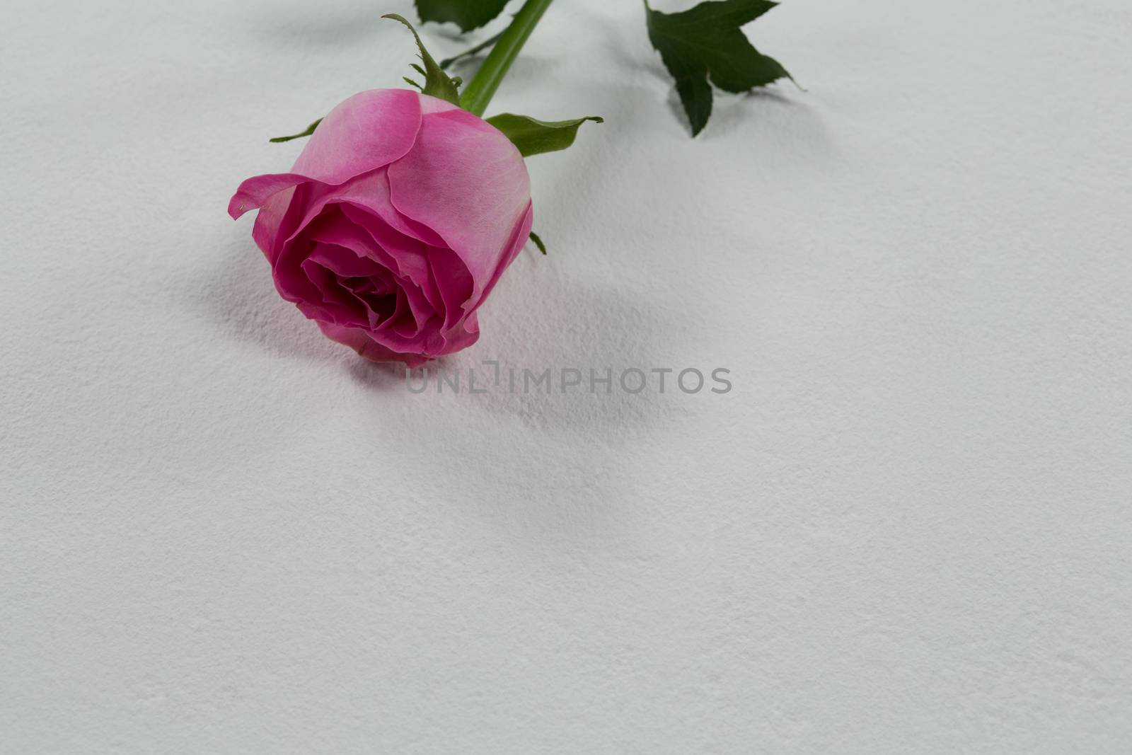 Close-up of rose flower on white background