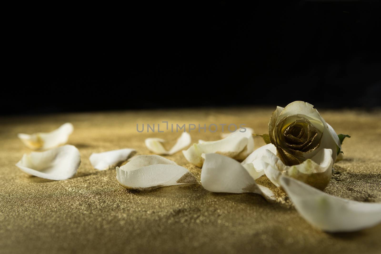 Close-up of white rose petals on gold dust