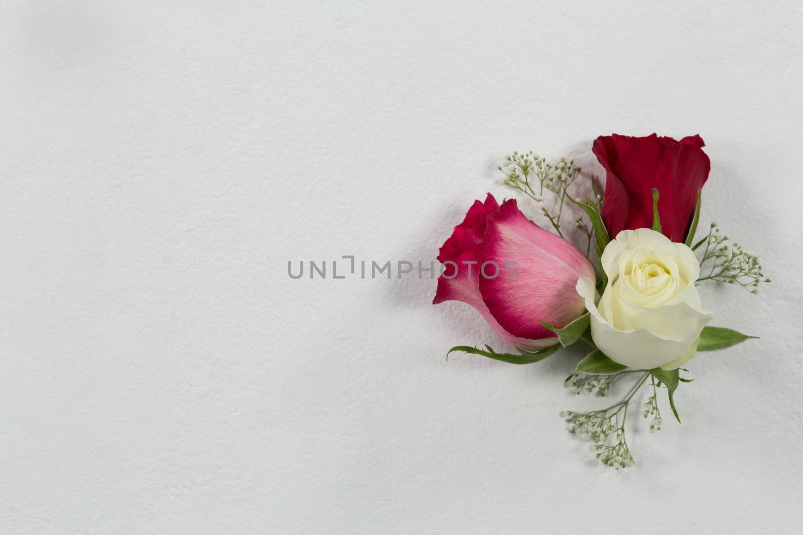 Overhead of rose flowers arranged on white background