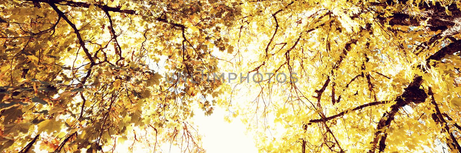 Low angle view of tree against blue sky by Wavebreakmedia