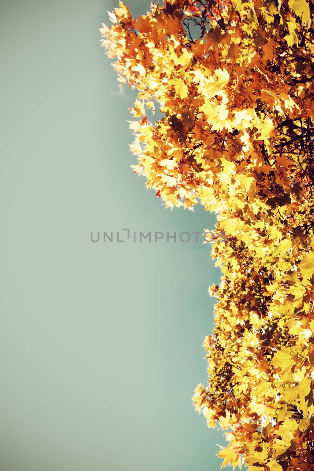 Autumnal nature scene with copy space
