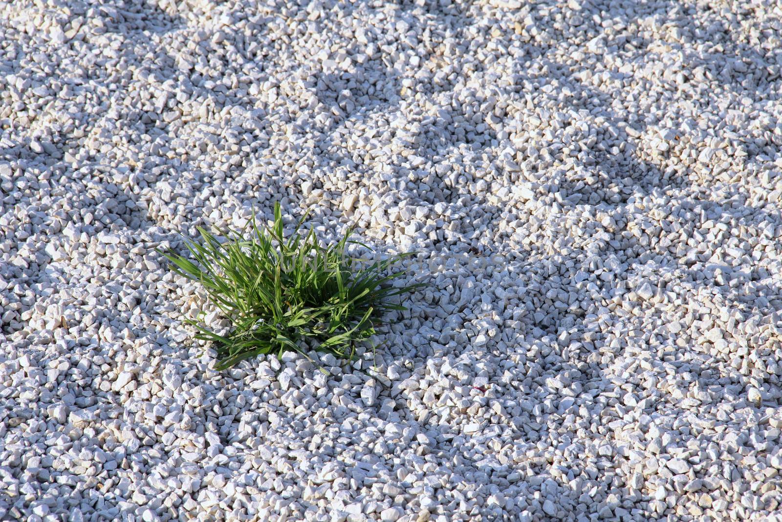 Green bunch plant with white pebbles.