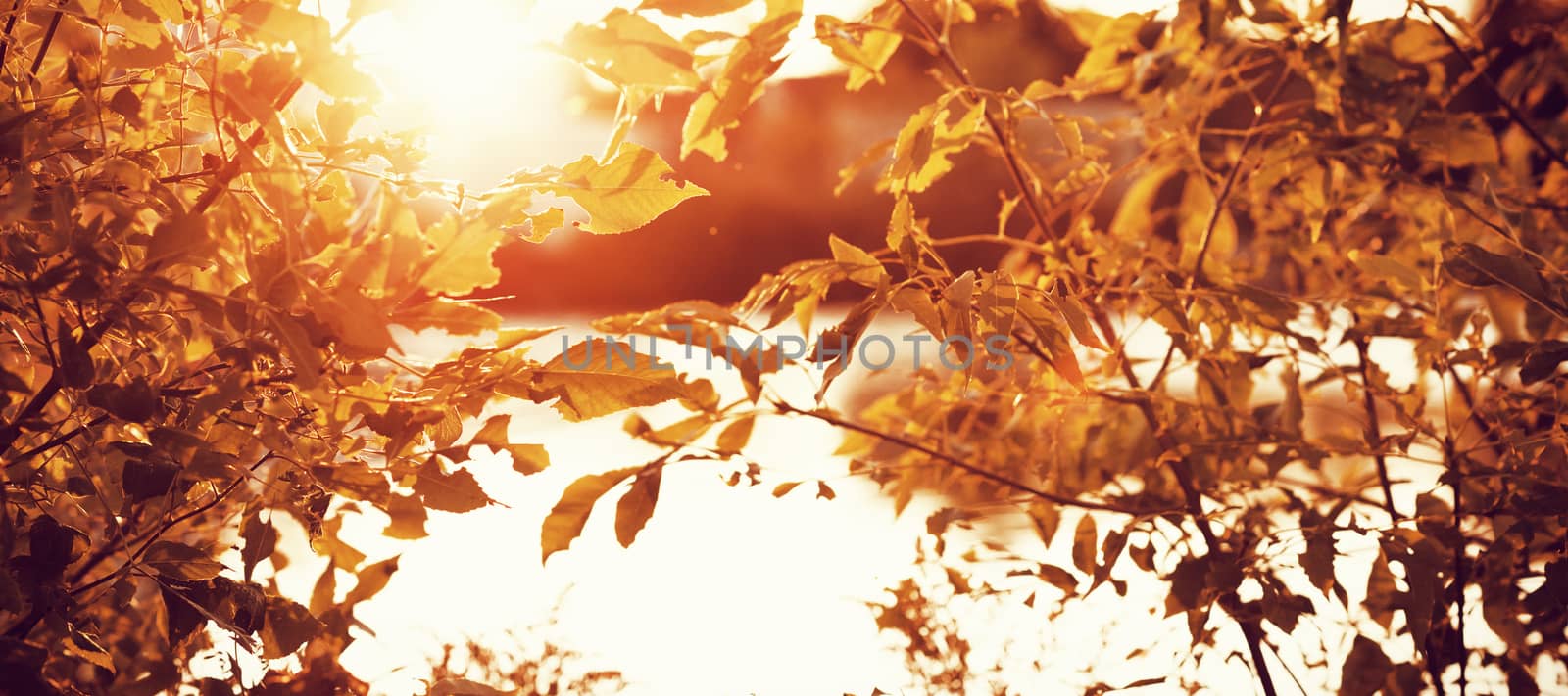 Autumnal nature scene with copy space