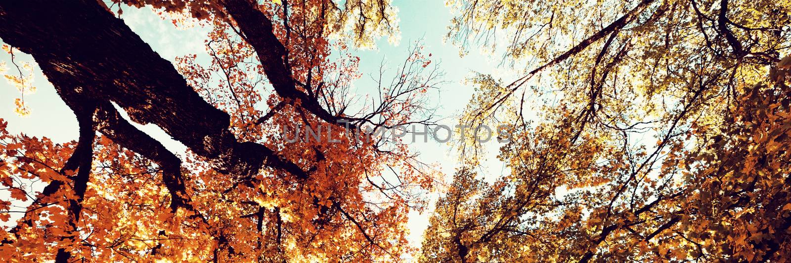  Low angle view of trees against blue sky by Wavebreakmedia