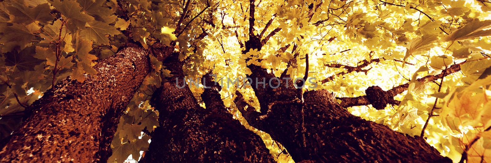  Leaves in a branch of tree by Wavebreakmedia