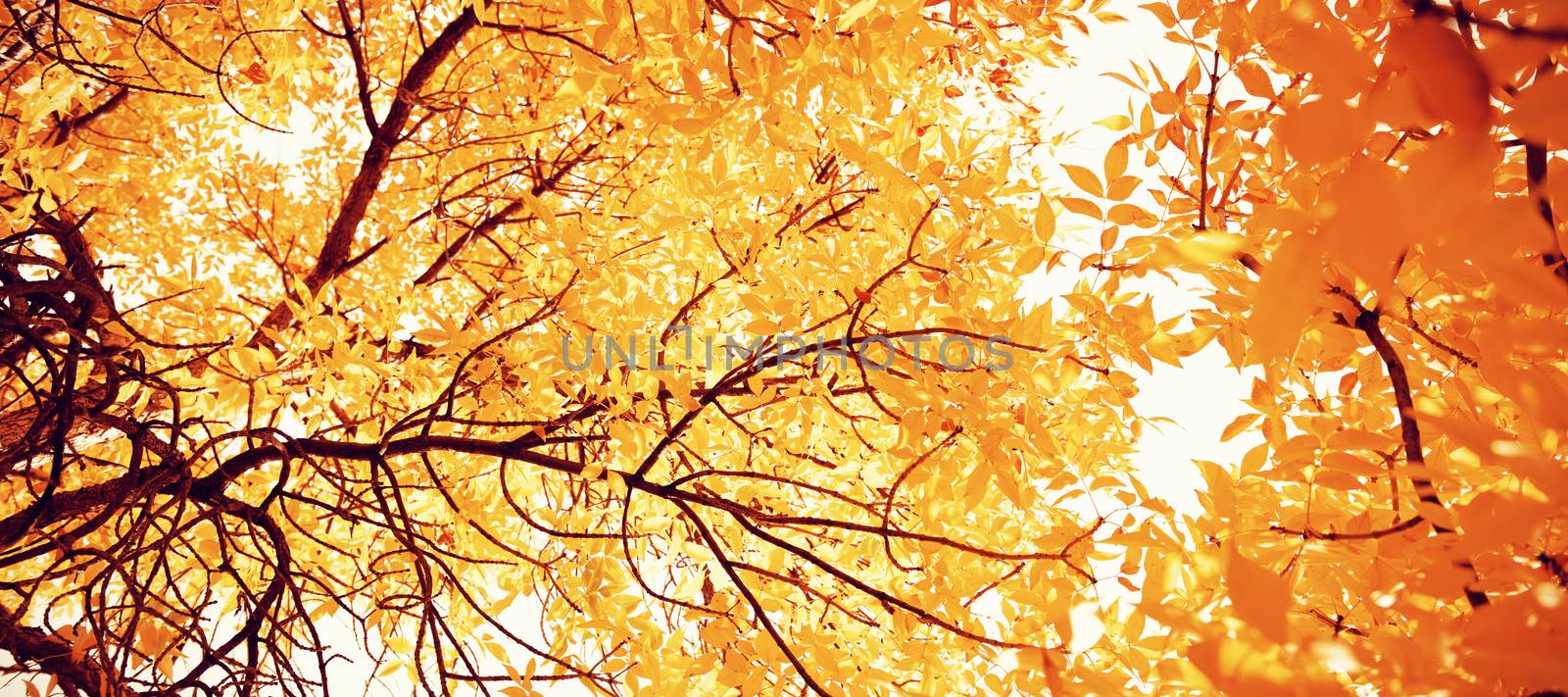 Autumnal nature scene with copy space