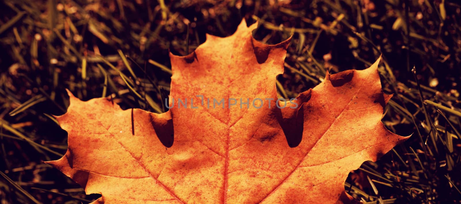 Maple leaf fallen on green grass by Wavebreakmedia