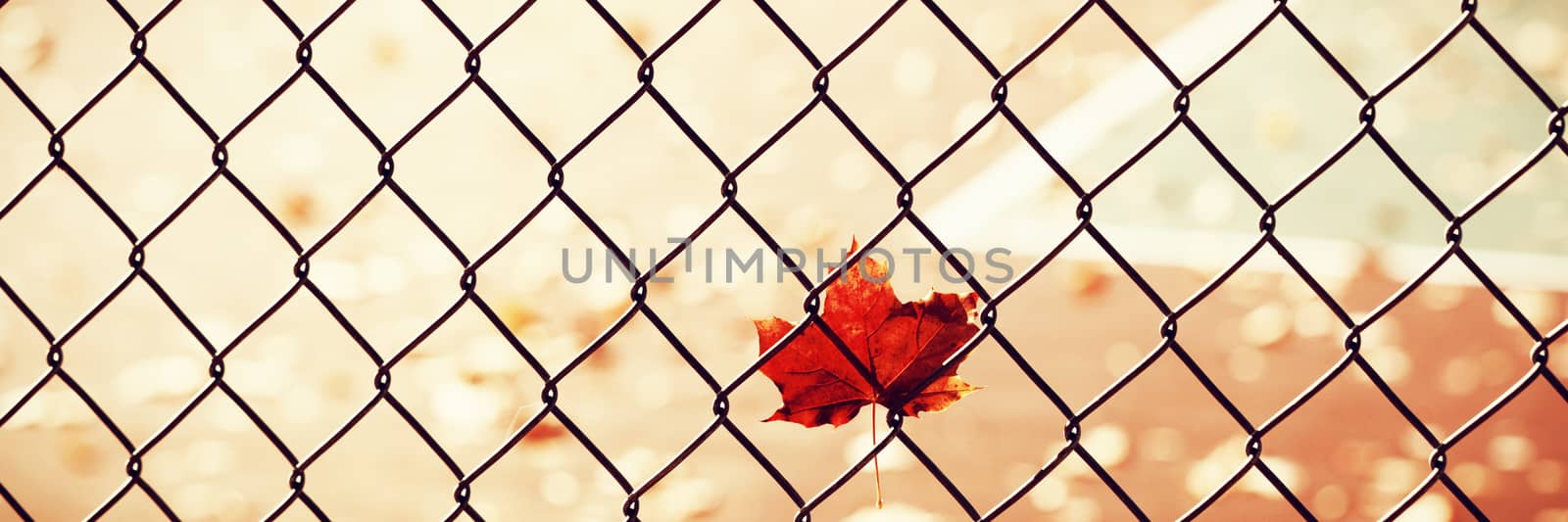 maple leaf in front of a tennis court by Wavebreakmedia