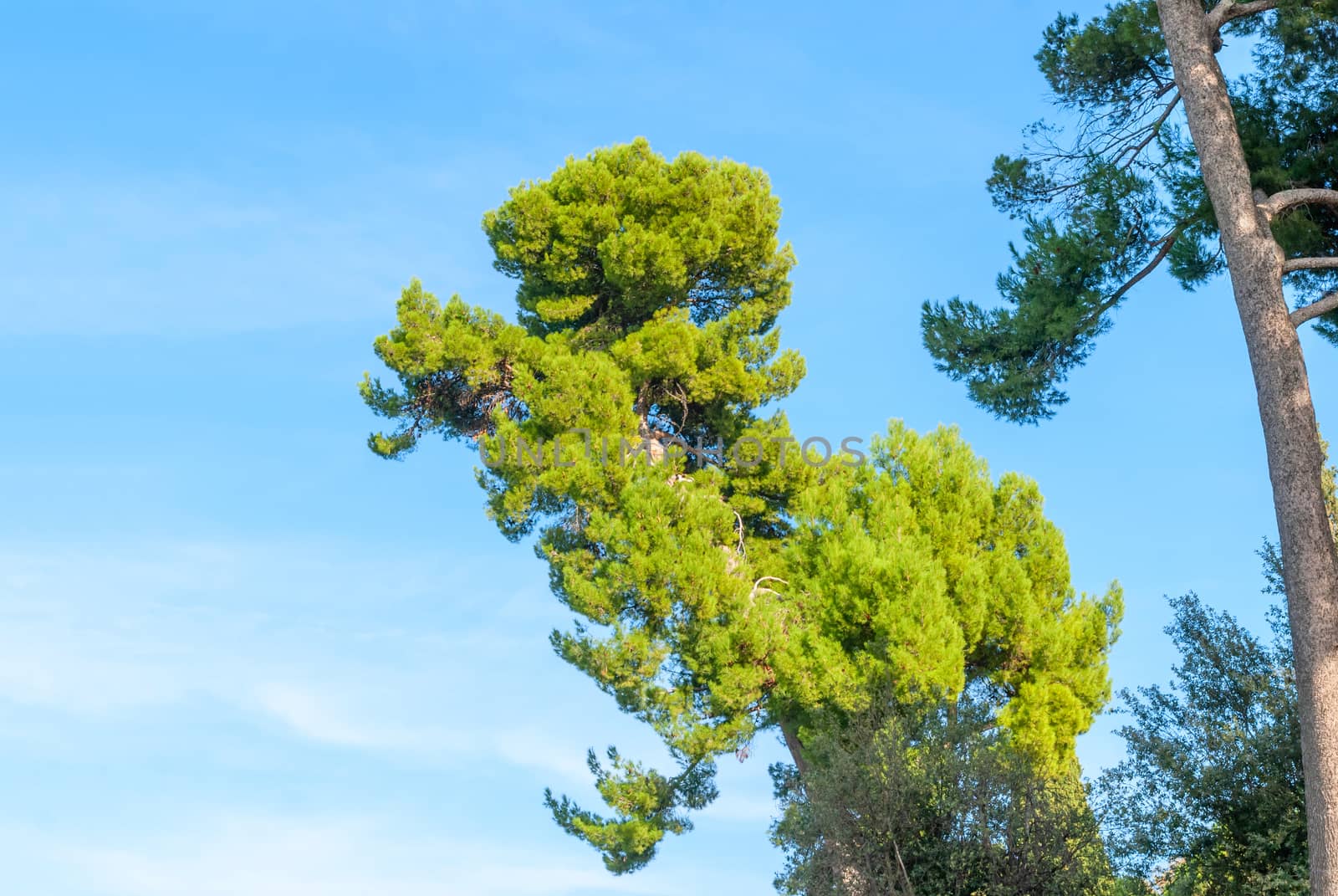 The stone pine, botanical name Pinus pinea, also known as the Italian stone pine, umbrella pine and parasol pine.