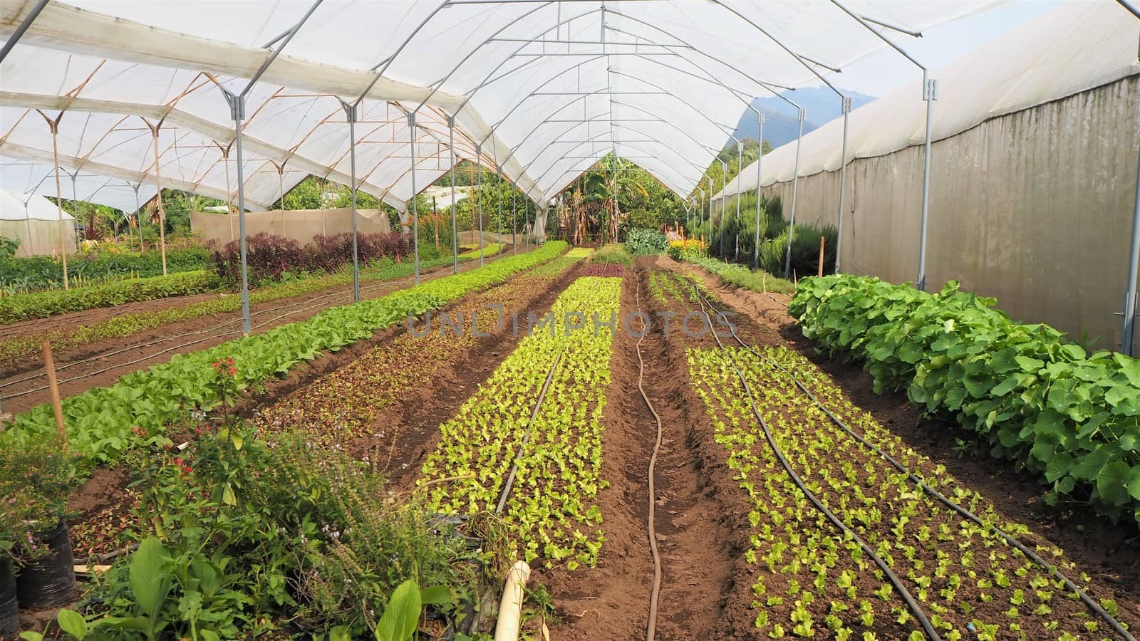 growing salad crops in poly tunnels in central america antigua guatemala