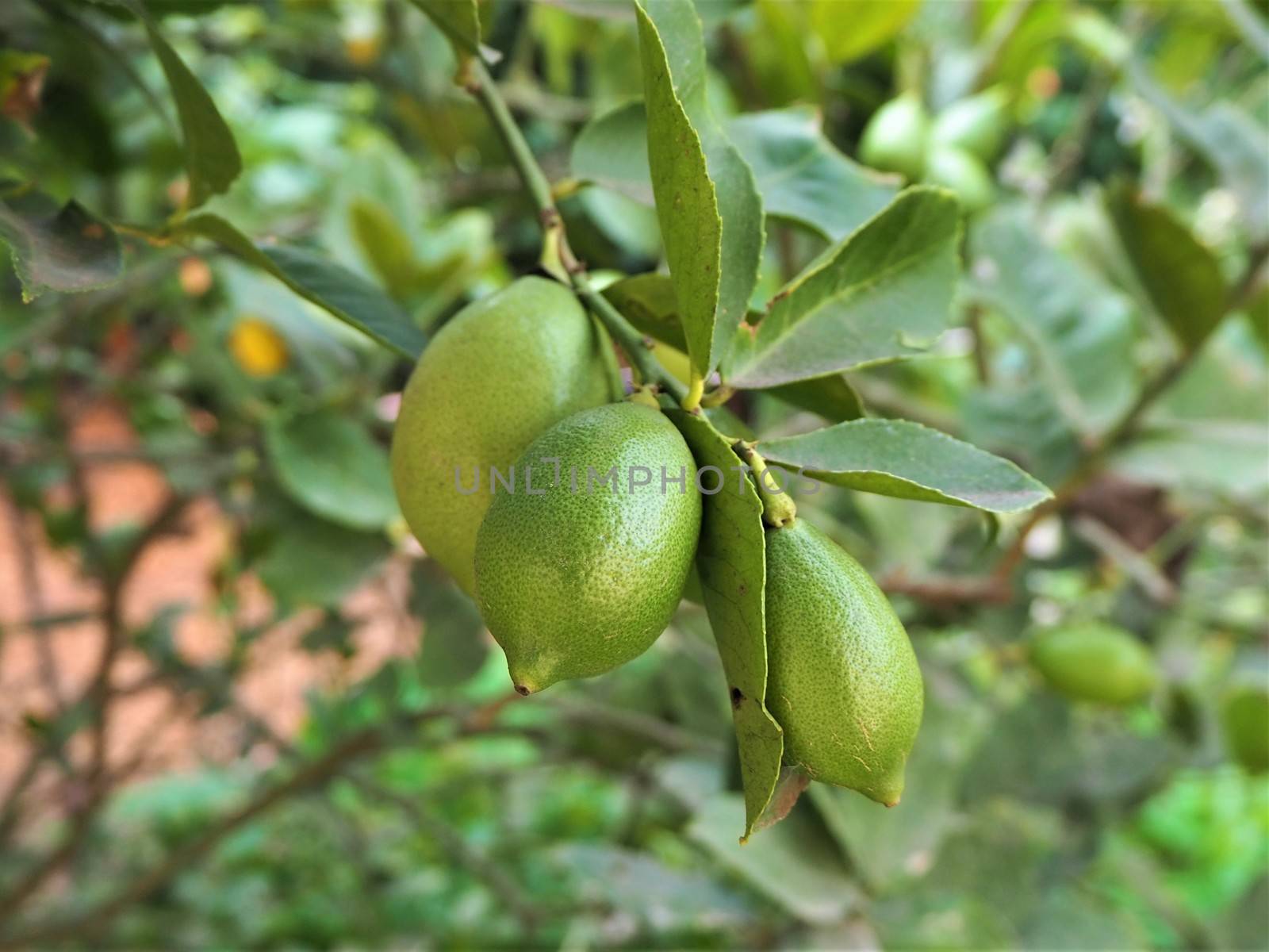Lemons or limes growing on a tree