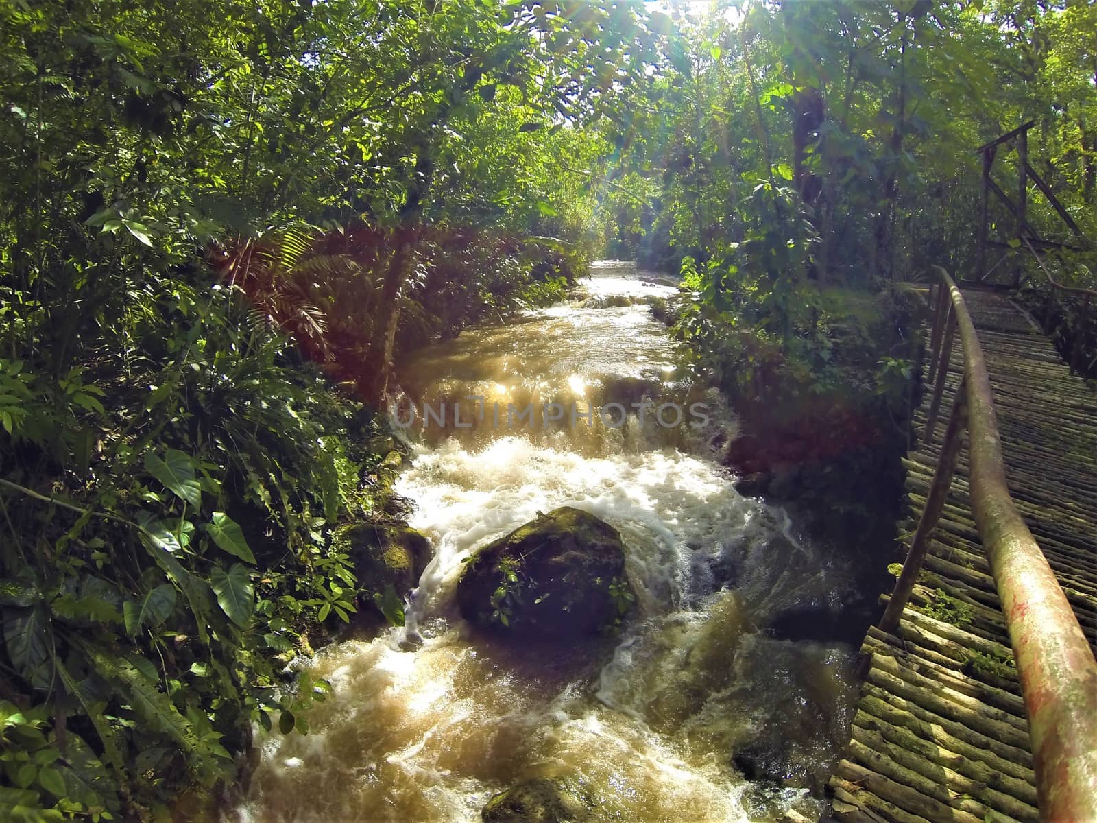 Jungle river flowing through rainforest