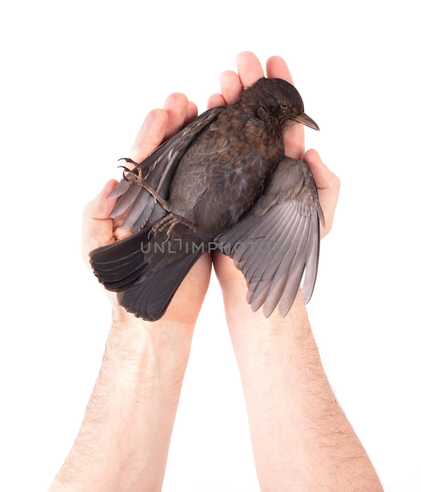 Adult holding a dead blackbird isolated on a white background