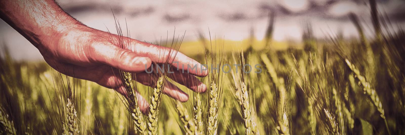 Close-up of man hand touching crops in field on a sunny day