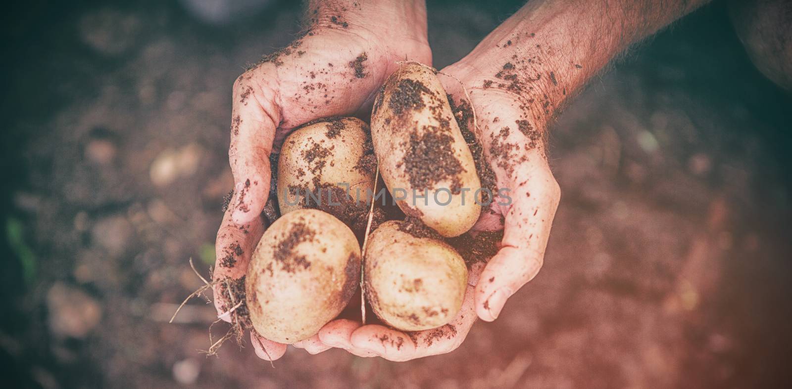 Cropped image of gardener holding dirty potatoes at farm