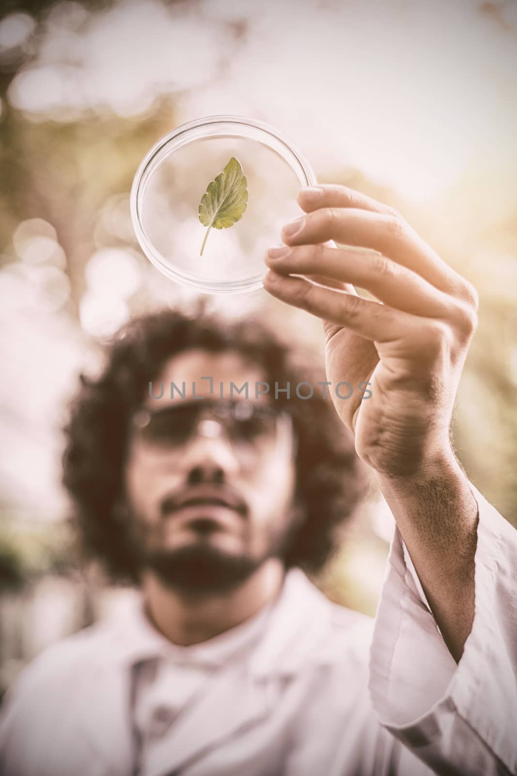 Male scientist inspecting leaf on petri dish at greenhouse, Close-up
