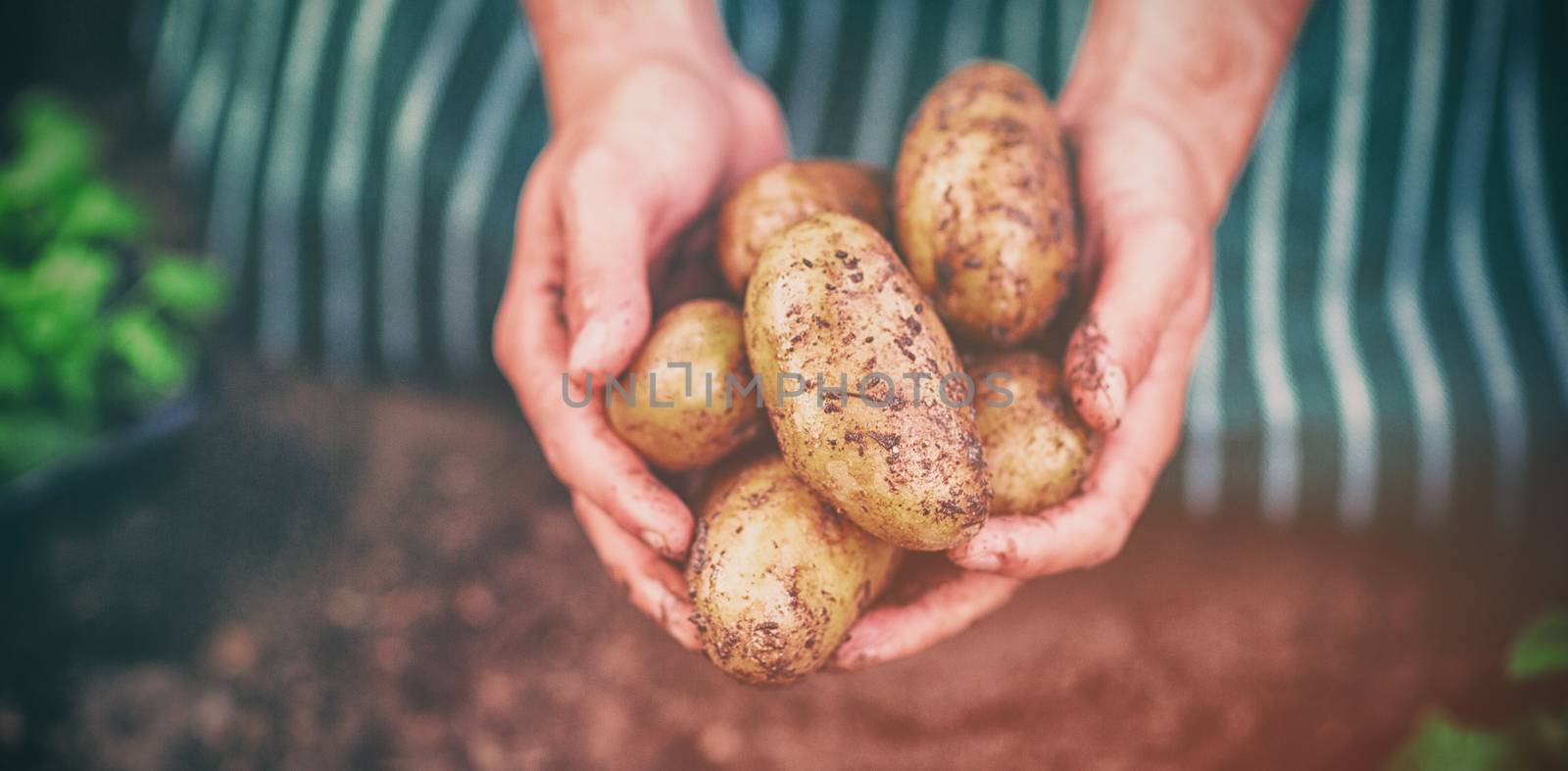 Gardener harvesting potatoes at greenhouse, Close-up