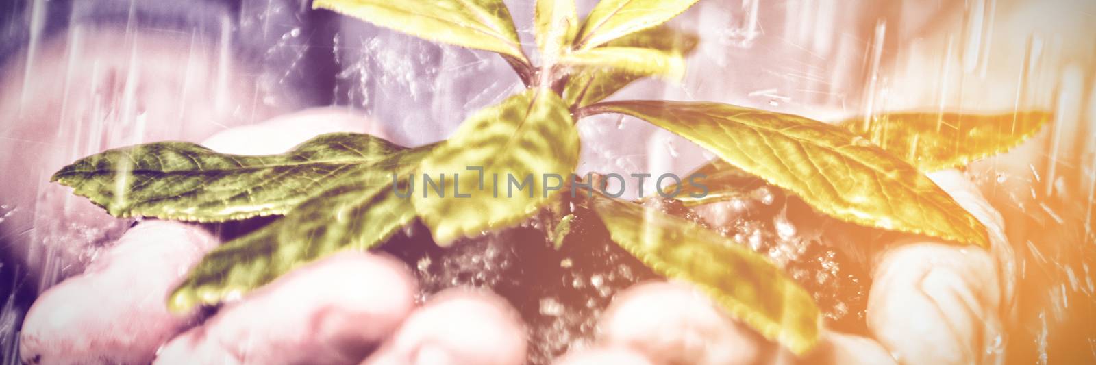 Close up of hands holding seedling in the rain by Wavebreakmedia