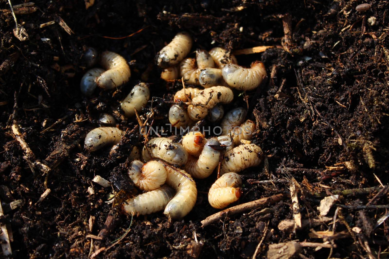 rose chafer larvae in the compost pile by martina_unbehauen