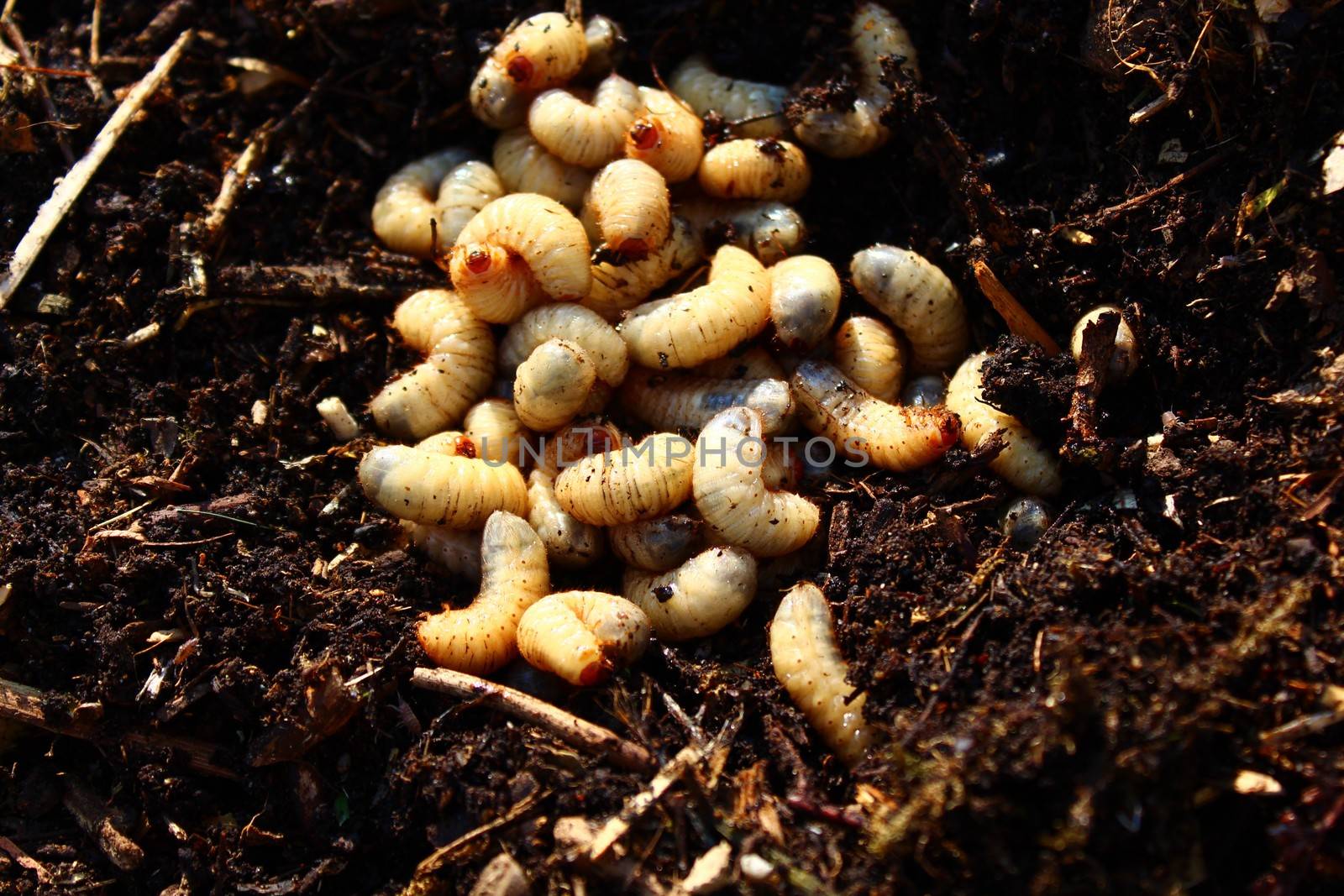 rose chafer larvae in the compost pile by martina_unbehauen