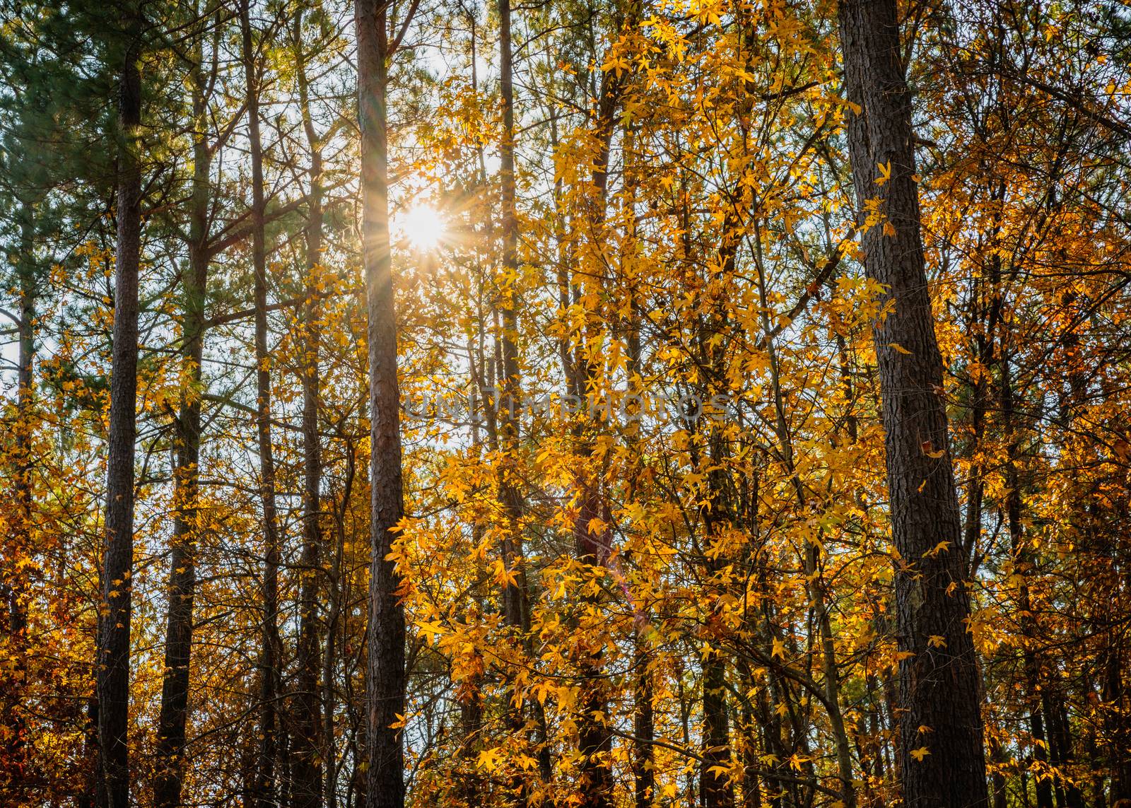 Beautiful autumn forest and golden foliage, with sun star
