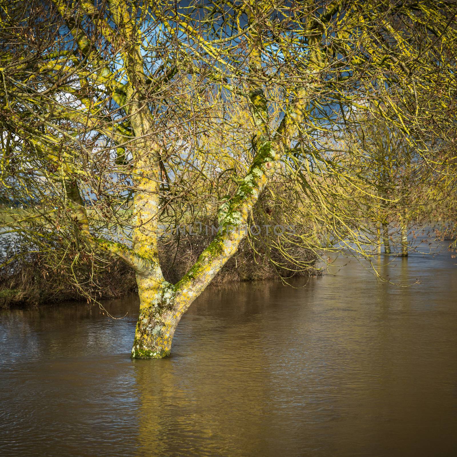 Tree in flood water by dutourdumonde