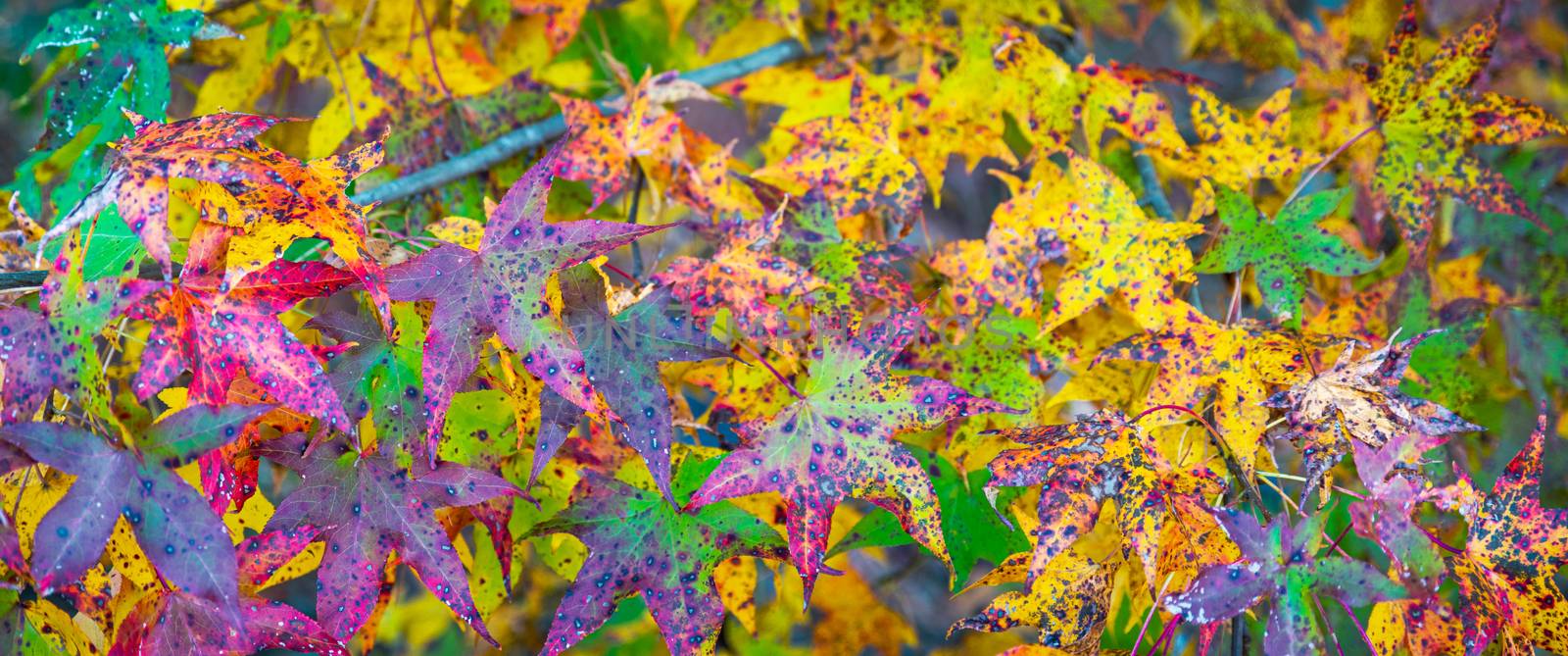 Panoramic texture of colorful fall foliage