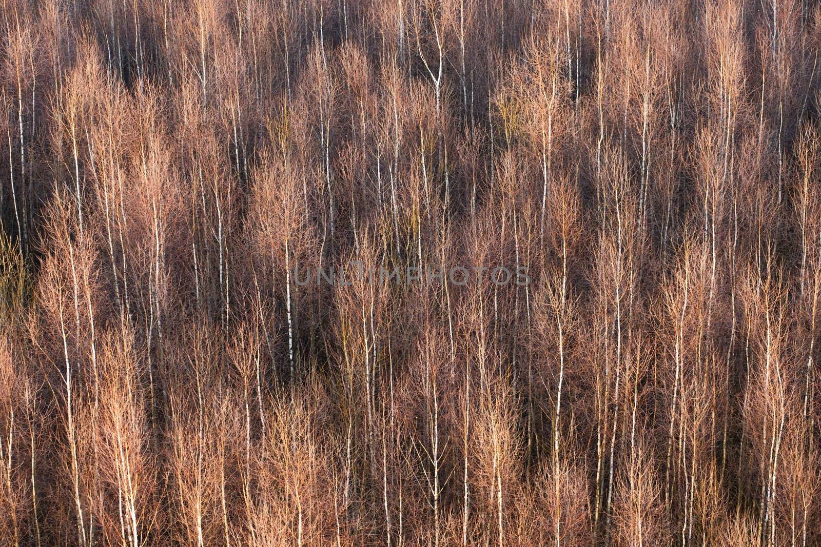 view from the top of a birch forest
