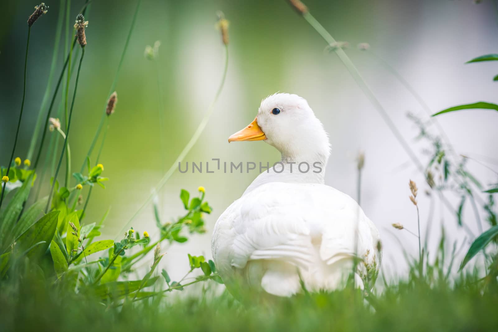 Domestic young goose resting on fresh grass, water in the background. by petrsvoboda91