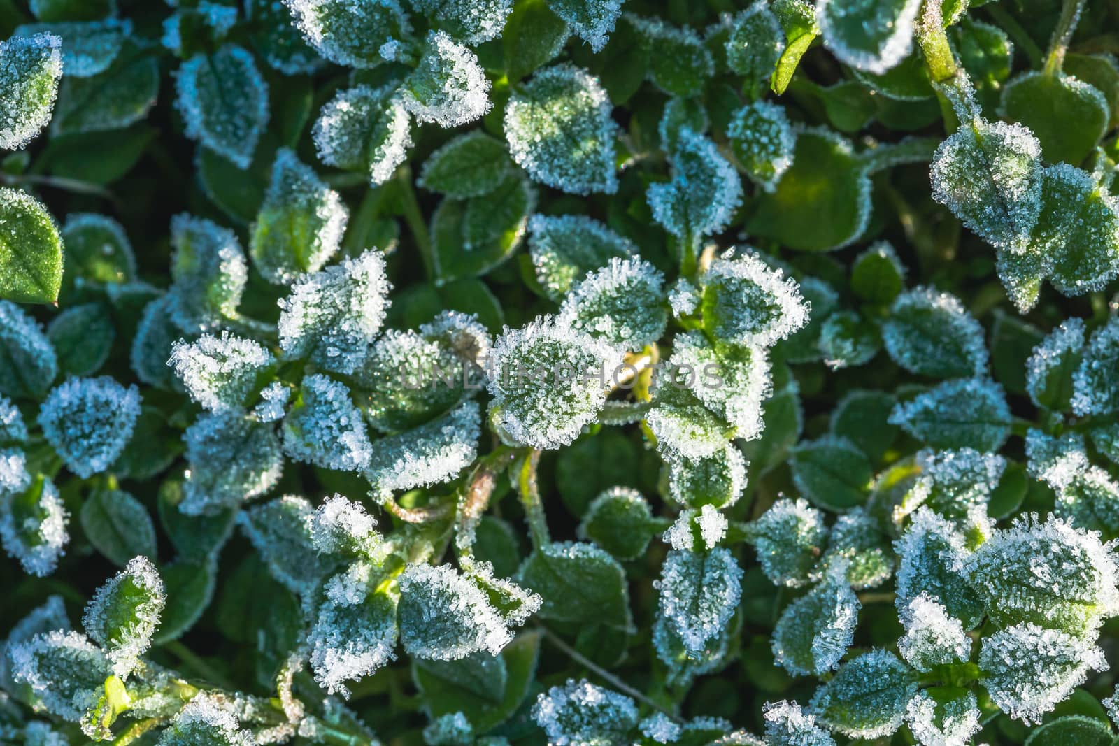 Abstract background with green grass and leaves covered with hoarfrost. Top view. Ice crystals on green grass after the first frost.