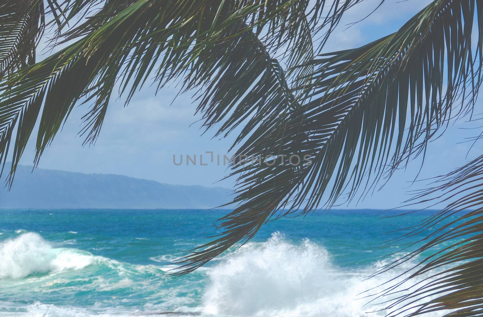 Big Waves On Hawaii's North Shore With Palm Trees In The Foreground