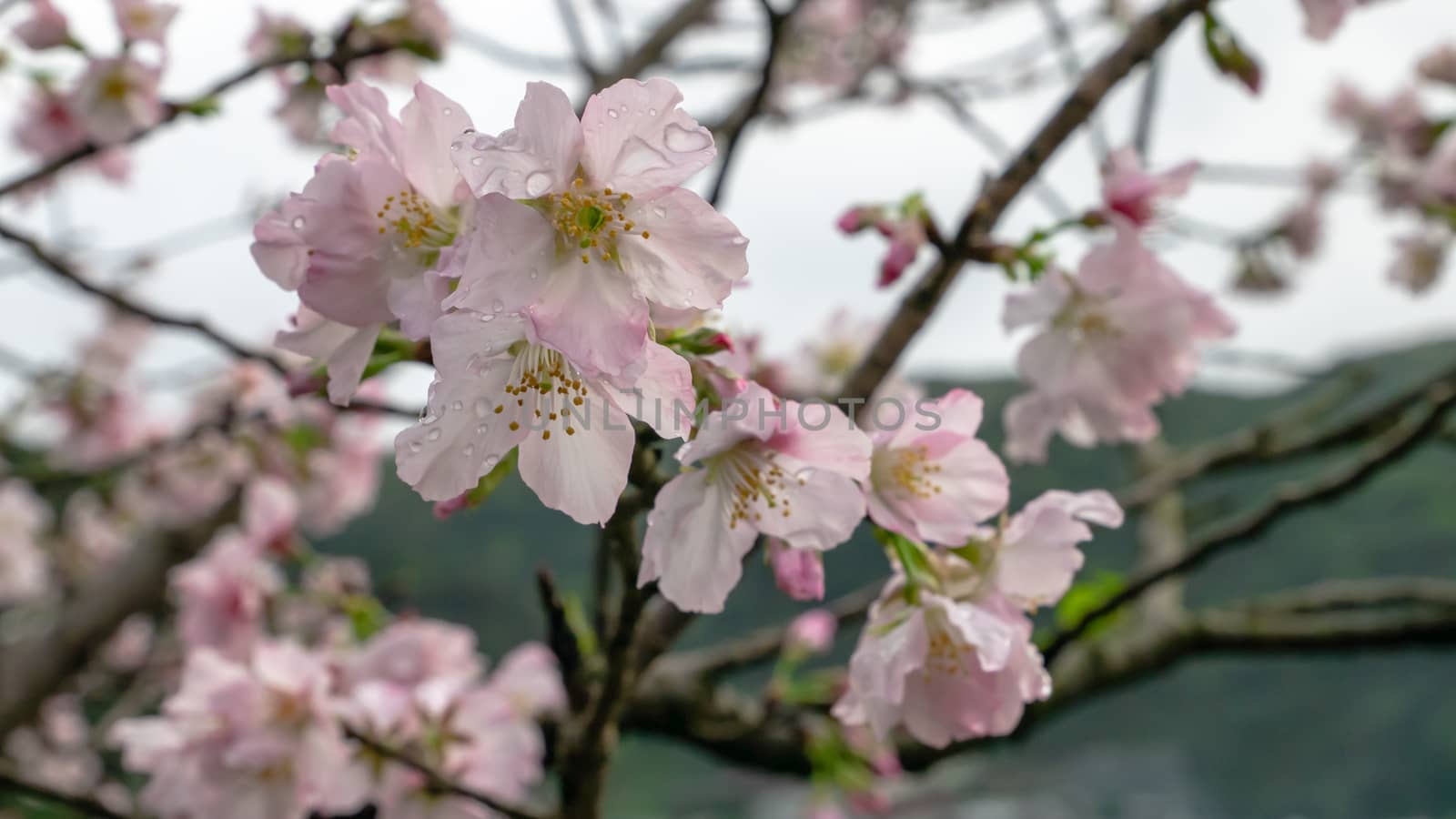 The close up of beautiful pink sakura flower branch (cherry blossom).