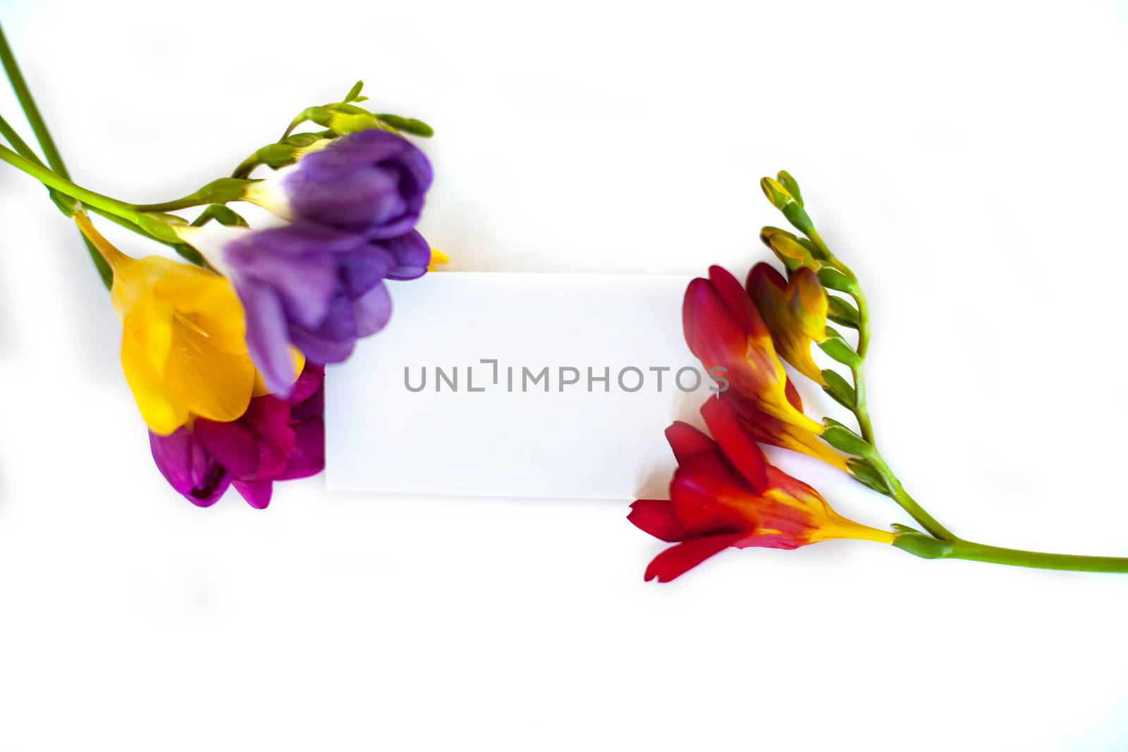 Freesia flowers and blank postcard on white background