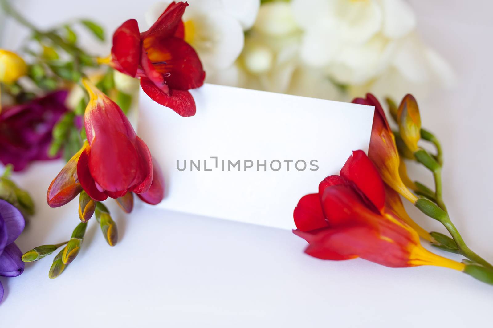 Composition freesia flowers and blank postcard on white background