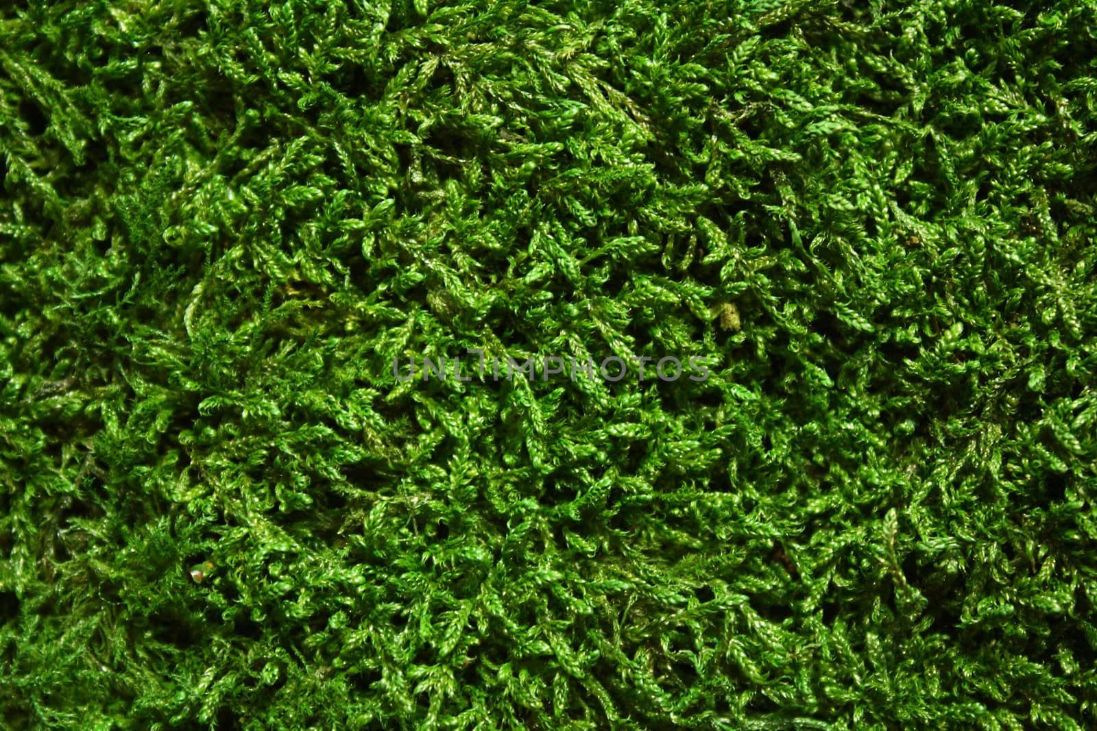 The picture shows a green moss background