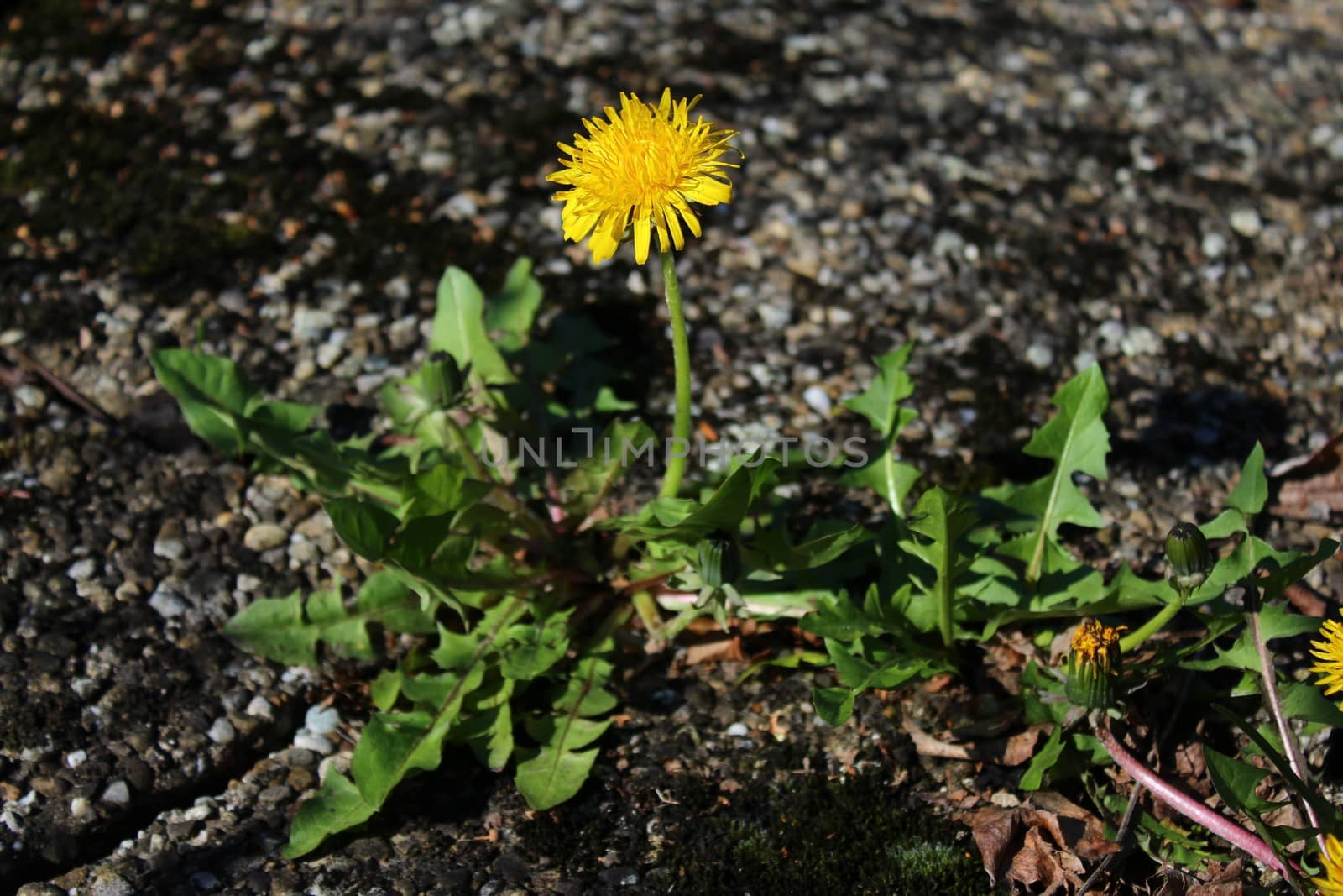 The picture shows a dandelion field in the garden