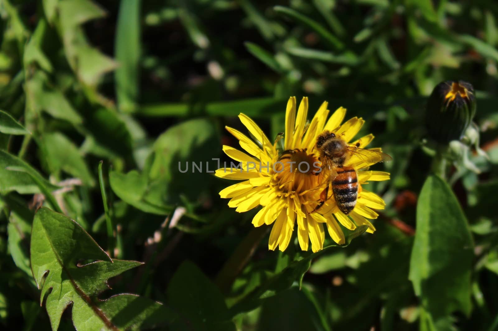 The picture shows a dandelion field in the garden